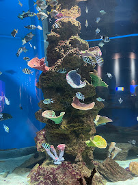 Cebu Business Directory - Cebu Ocean Park - Photo 3