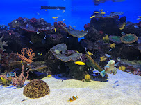 Cebu Business Directory - Cebu Ocean Park - Photo 4