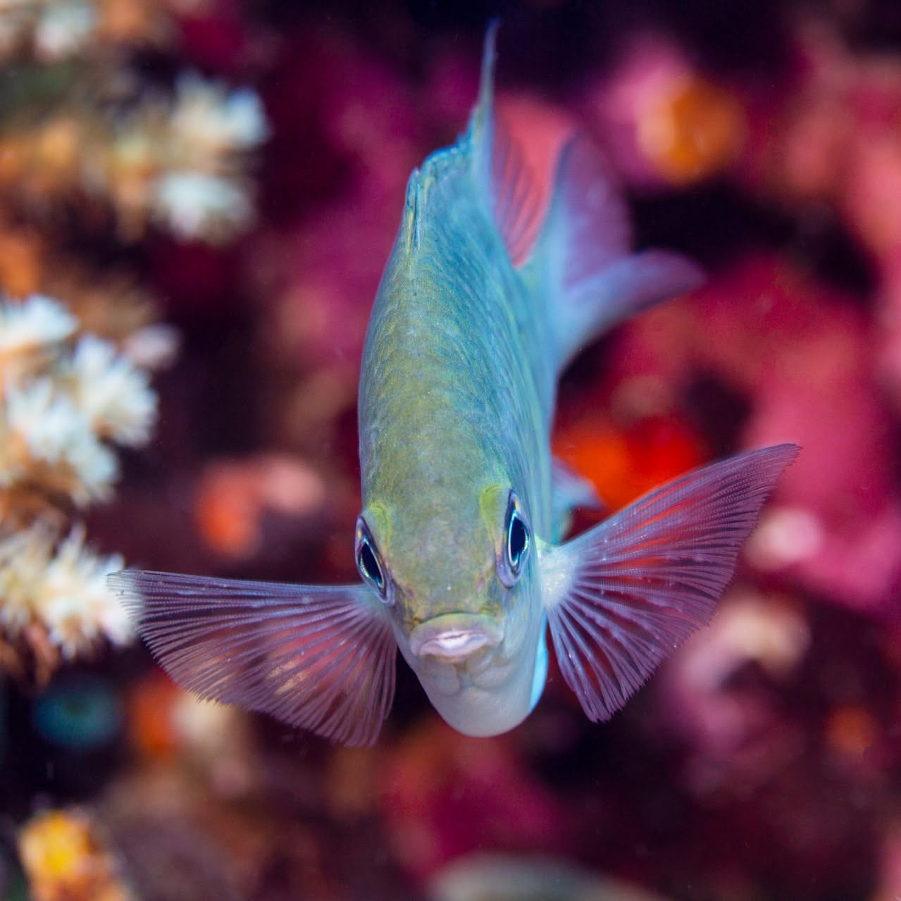 Cebu Business Directory - Masayahin Dive Center and Cabanavillas logo