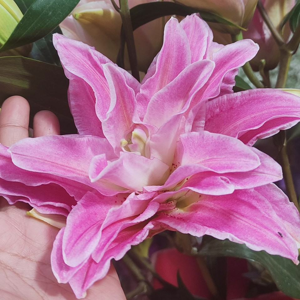 Cebu Business Directory - Floresta Leaves and Flowers Factory logo