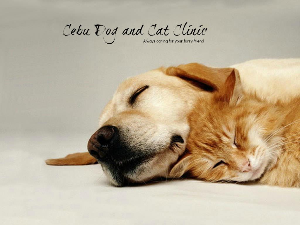 Cebu Business Directory - Cebu Dog & Cat Clinic logo