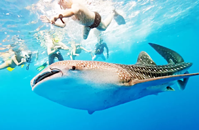 Cebu Business Directory - Tabicebu Travel and Tours Inc. logo