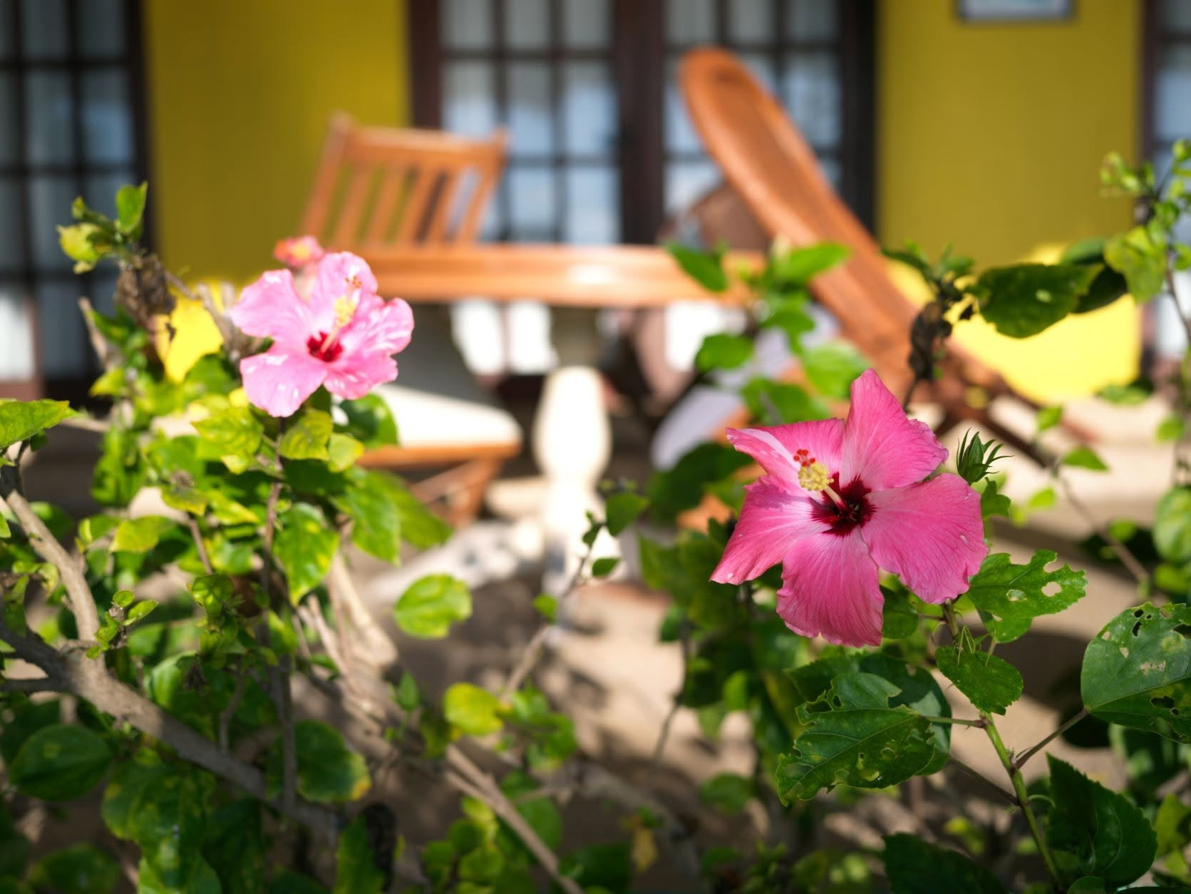 Cebu Business Directory - Las Flores Country Guest House logo