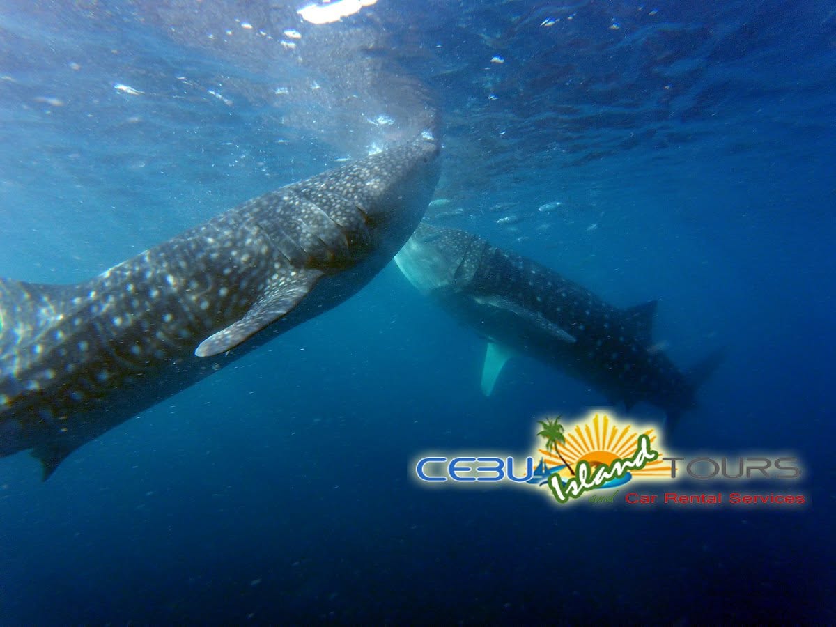 Cebu Business Directory - Cebu Island Tours logo