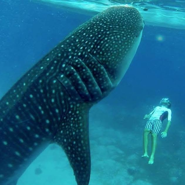 Cebu Business Directory - Oslob Whale Shark Resort logo