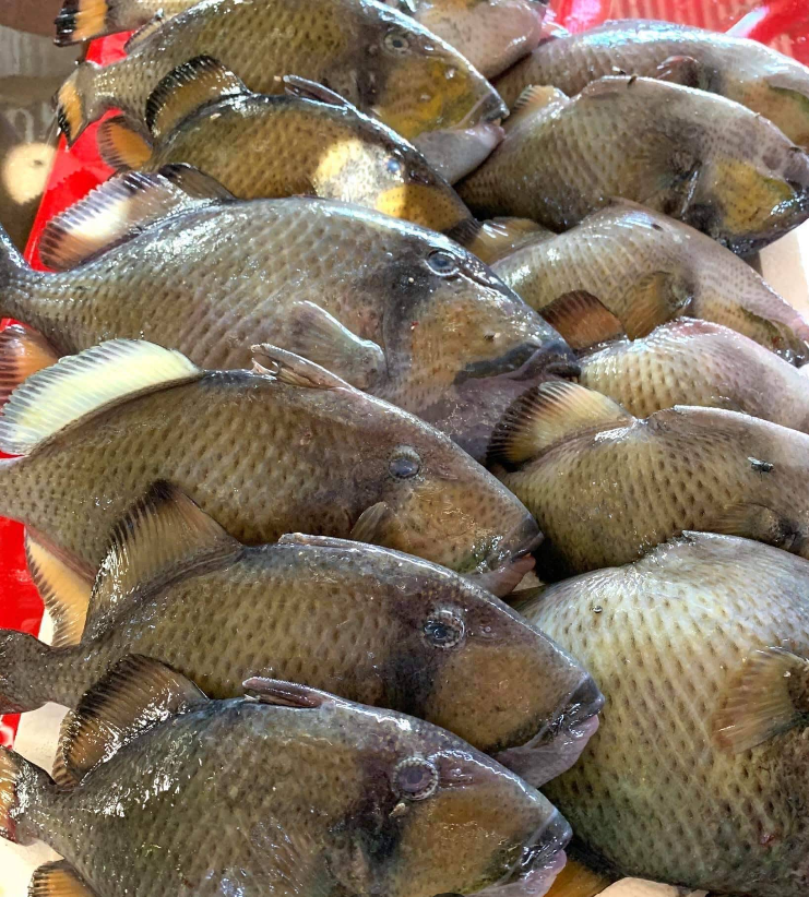 Cebu Business Directory - Bastie's Seafood Corner - Photo 2