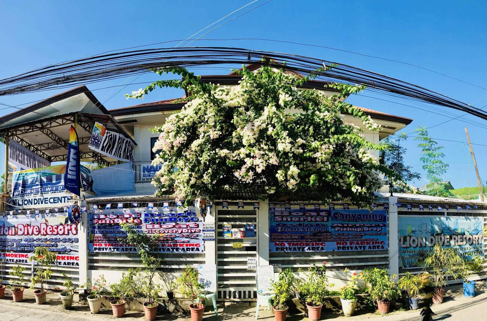 Cebu Business Directory - LION DIVE RESORT - Photo 2